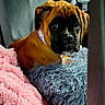 Willow joined the competition — help win amazing prizes! puppy, dog, car_seat, blanket, pink_blanket, gray_blanket, fur, collar, pet, animal, cute, young_dog, indoors, seatbelt, cozy, snuggle, soft_texture, portrait, looking, brown_dog