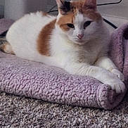 Nyla is registered to the contest to win money with this photo: cat, calico, animal, pet, indoor, blanket, carpet, feline, resting, relaxed, cozy, soft, fur, cute, domestic, mammal, whiskers, paws, laying, home
