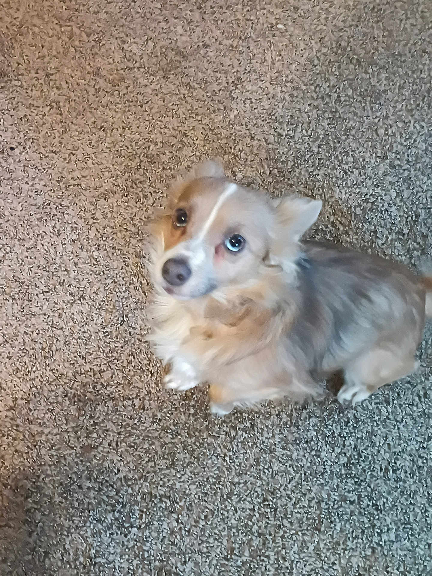 Taurus joined the competition — help win amazing prizes! dog, pet, carpet, fluffy, small_dog, looking_up, indoor, cute, animal, fur, ears, nose, eyes, sitting, waiting, companion, domestic, friendly, canine, brown