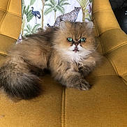 Gya participe au concours pour gagner de l'argent avec cette photo : cat, fluffy, green_eyes, chair, yellow_chair, pillow, animal_print, indoor, pet, feline, relaxed, fur, cute, domestic_cat, cozy, resting, home, decor, closeup, portrait