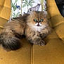 cat, fluffy, green_eyes, chair, yellow_chair, pillow, animal_print, indoor, pet, feline, relaxed, fur, cute, domestic_cat, cozy, resting, home, decor, closeup, portrait