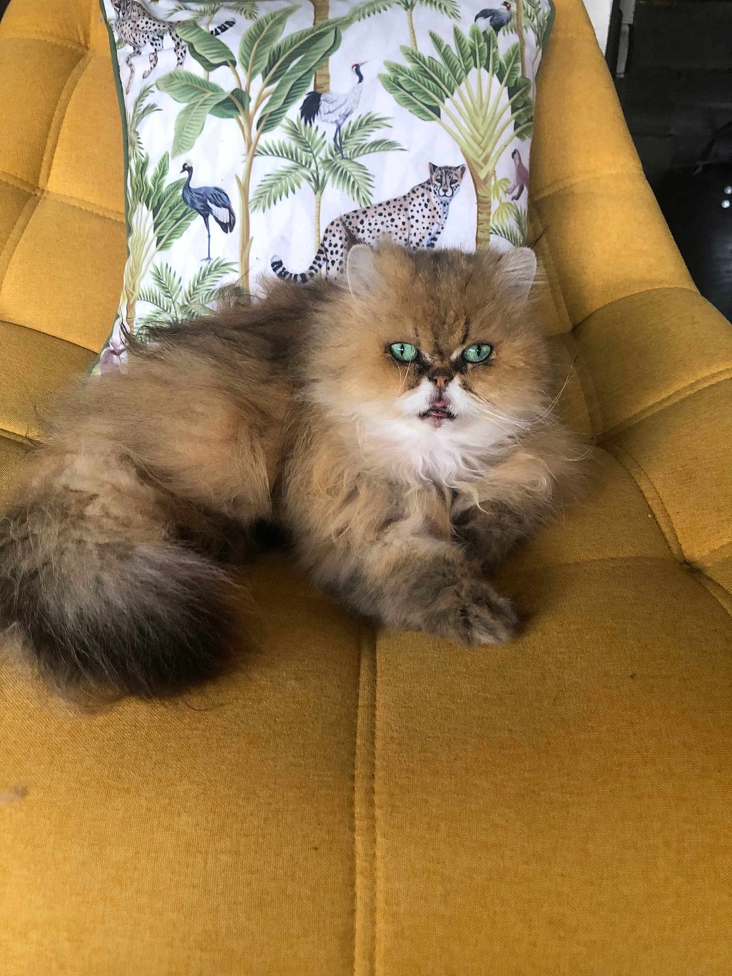 Gya participe au concours pour gagner de l'argent avec cette photo : cat, fluffy, green_eyes, chair, yellow_chair, pillow, animal_print, indoor, pet, feline, relaxed, fur, cute, domestic_cat, cozy, resting, home, decor, closeup, portrait