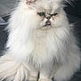 animal, cat, close_up, companion, cute, domestic_cat, ears, feline, fluffy, grumpy_expression, indoor, long_hair, persian_cat, pet, sitting, soft_texture, tail, tongue_out, whiskers, white_fur