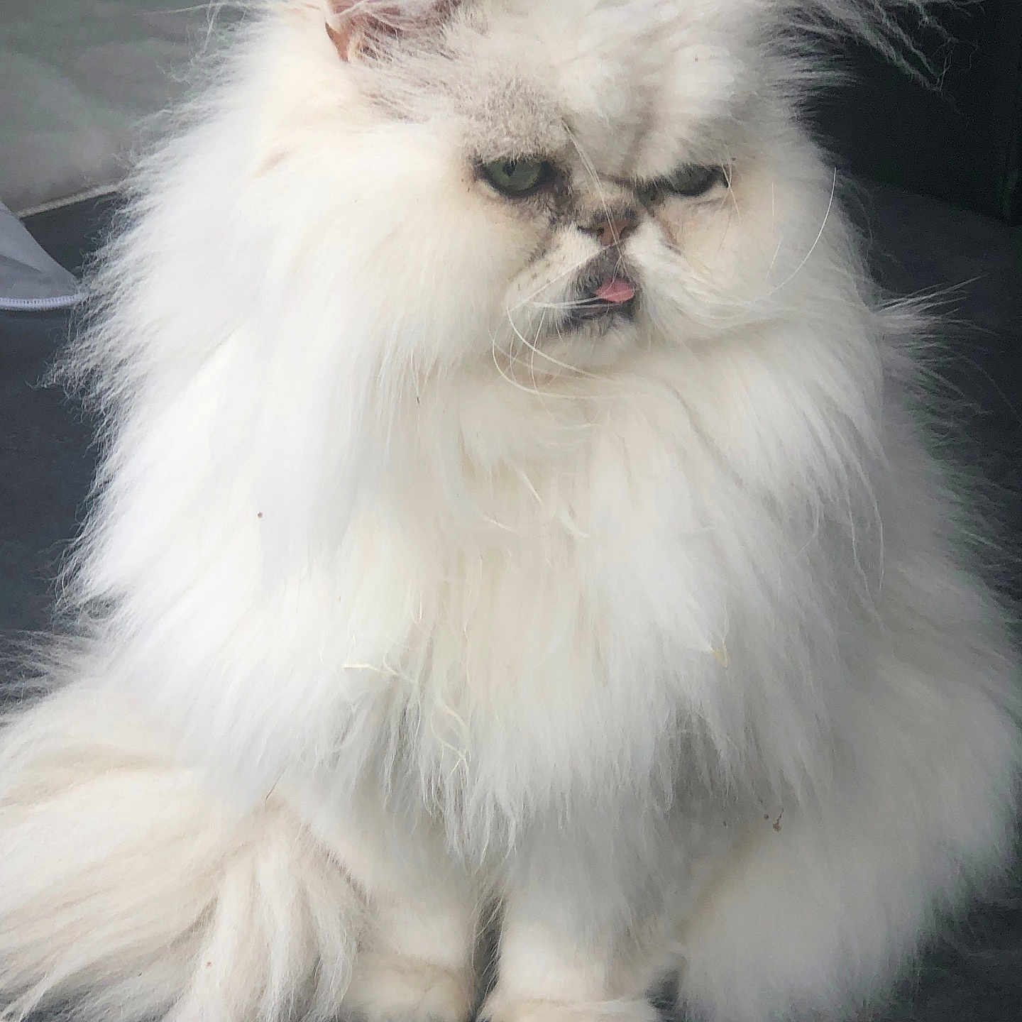 Hedeyn participe au concours pour gagner de l'argent avec cette photo : animal, cat, close_up, companion, cute, domestic_cat, ears, feline, fluffy, grumpy_expression, indoor, long_hair, persian_cat, pet, sitting, soft_texture, tail, tongue_out, whiskers, white_fur