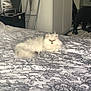 animal, bed, black_dog, blanket, carpet, cat, cozy, dog, domestic, fluffy, furniture, home, indoor, mirror, pet, relaxed, resting, sleepy, wardrobe, white_cat