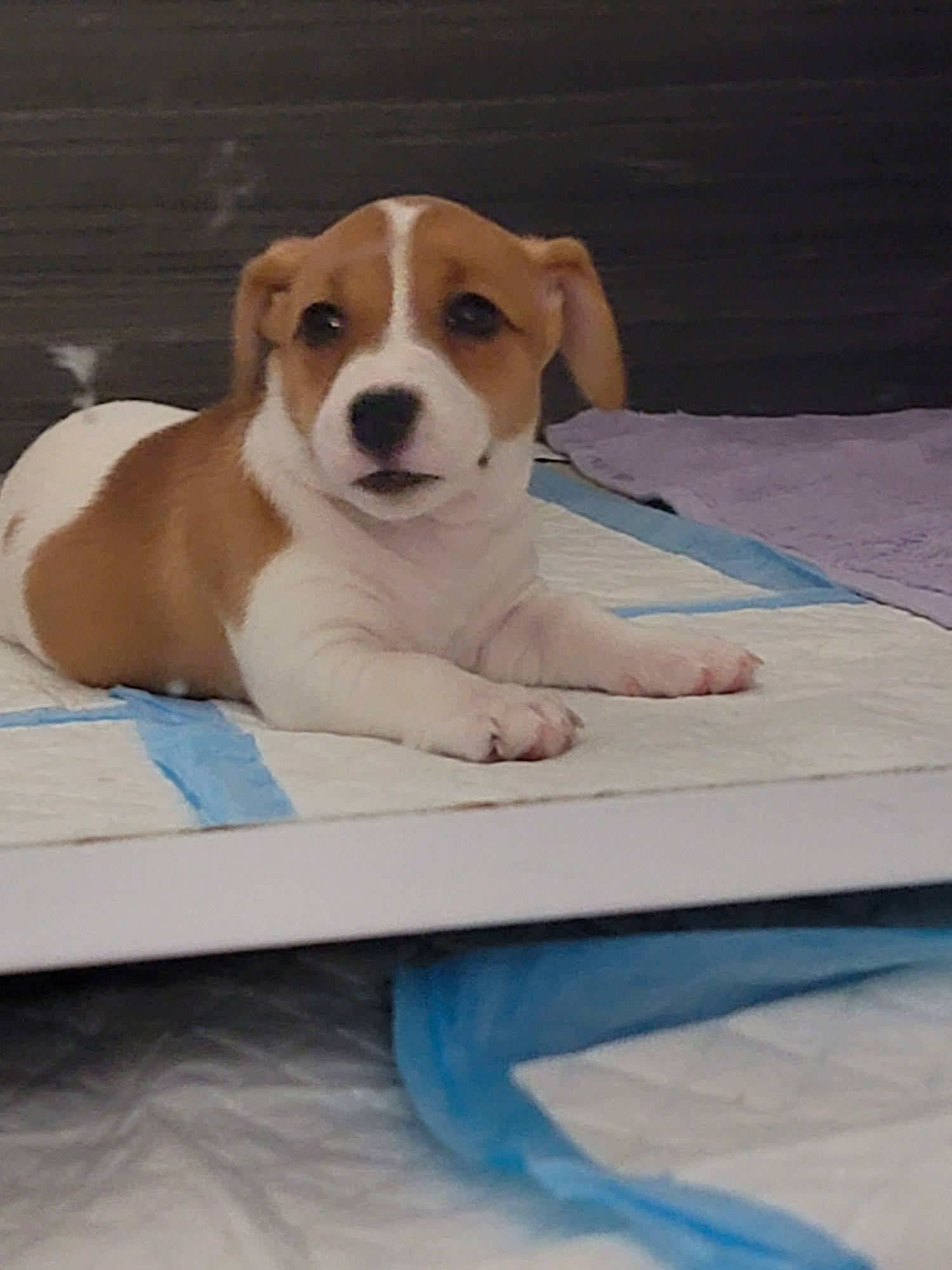 Kimiko joined the competition — help win amazing prizes! beaglier, canidae, carnivore, comfort, companion_dog, dog, dog_breed, fawn, hound, hunting_dog, paw, pet_supply, sitting, snout, sporting_group, tail, terrestrial_animal, wood, working_animal