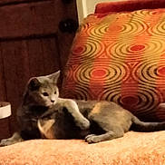 Crystal joined the competition — help win amazing prizes! cat, animal, pet, feline, orange_blanket, patterned_pillow, retro_pattern, indoor, relaxing, cozy, furniture, home, resting, cute, mammal, fur, whiskers, ears, tail, soft