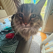 Remy joined the competition — help win amazing prizes! cat, indoor, table, window, blinds, curious, furniture, pet, fluffy, closeup, household, door, chair, carpet, daylight, wood_floor, box, plant, speaker, fabric