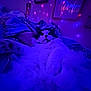 cat, fluffy, bed, blanket, purple_lighting, fairy_lights, room, cozy, relaxed, pet, indoor, furniture, decor, wall_art, sleepy, cute, animal, domestic, soft, night