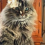 cat, fluffy, indoor, close_up, pet, feline, long_hair, whiskers, green_eyes, animal, domestic_animal, portrait, cute, fur, sitting, sunlight, wooden_cabinet, background, household, calm