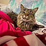 cat, tabby, furry, blanket, bed, cozy, indoor, resting, fur, pet, animal, soft, comfort, pink, blue, texture, sleepy, closeup, domestic, relaxed