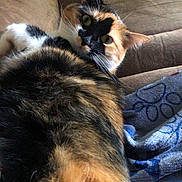 Zoe joined the competition — help win amazing prizes! cat, calico_cat, pet, feline, indoor, couch, blanket, fur, animal, relaxing, closeup, whiskers, ears, eyes, home, cozy, comfort, resting, looking, curious