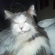 Hopper is registered to the contest to win money with this photo: cat, fluffy, whiskers, indoor, bed, relaxed, animal, pet, feline, closeup, sleepy, face, fur, cute, cozy, longhair, resting, domestic, soft, muzzle