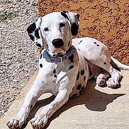 Archibald participe au concours pour gagner de l'argent avec cette photo : dalmatian, dog, animal, pet, outdoor, sunlight, relaxed, lying_down, white, black_spots, collar, concrete, wall, gravel, shadow, side_view, canine, resting, summer, texture