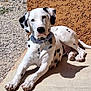 dalmatian, dog, animal, pet, outdoor, sunlight, relaxed, lying_down, white, black_spots, collar, concrete, wall, gravel, shadow, side_view, canine, resting, summer, texture