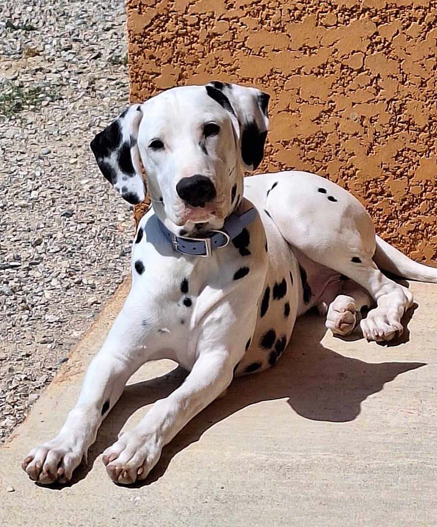 Archibald participe au concours pour gagner de l'argent avec cette photo : dalmatian, dog, animal, pet, outdoor, sunlight, relaxed, lying_down, white, black_spots, collar, concrete, wall, gravel, shadow, side_view, canine, resting, summer, texture
