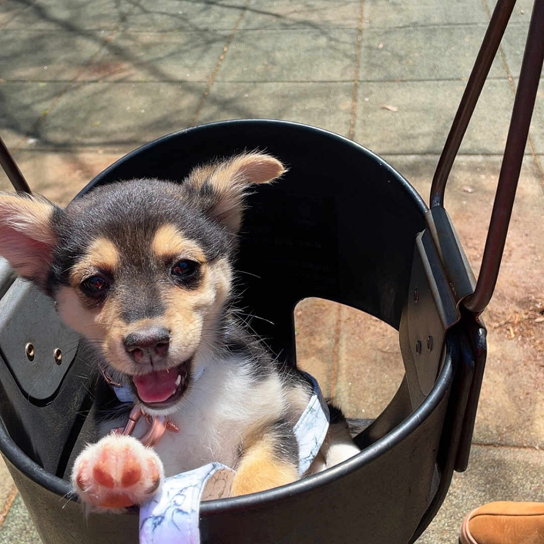 Pumpkin is registered to the contest to win money with this photo: accessories, animal, canine, clothing, dog, face, footwear, grass, head, husky, outdoors, person, pet, photography, plant, playarea, portrait, puppy, shoe, strap