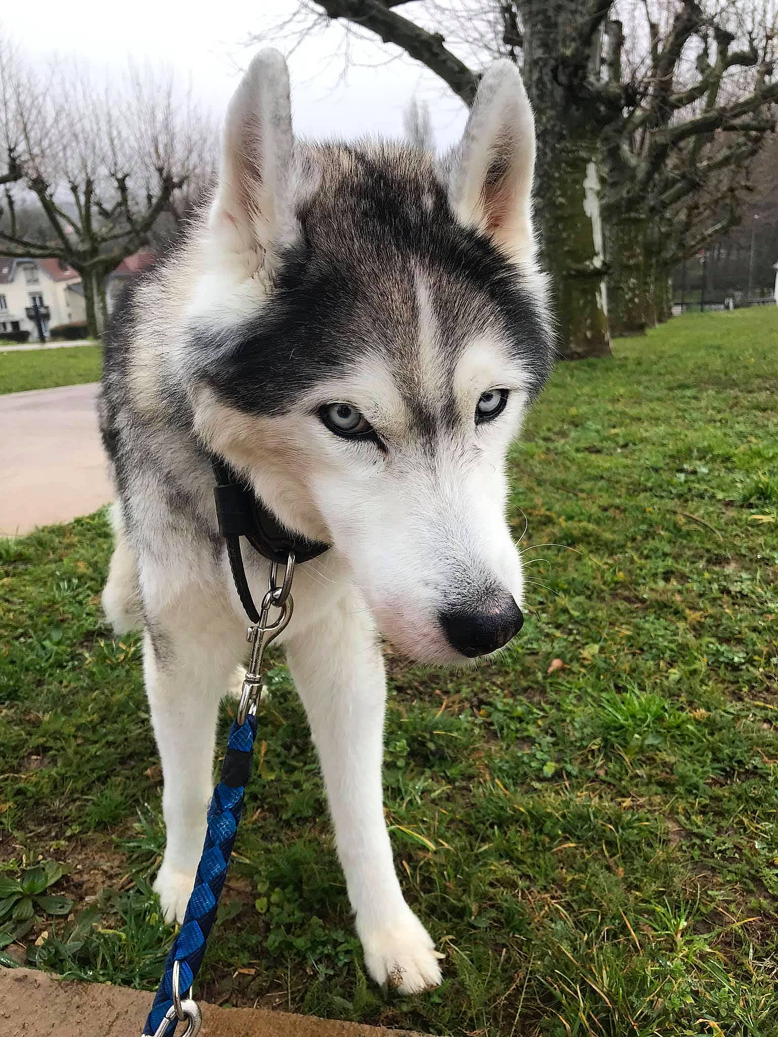 Eclipse participe au concours pour gagner de l'argent avec cette photo : alaskan_klee_kai, alaskan_malamute, canadian_eskimo_dog, canidae, carnivore, dog, dog_breed, east_siberian_laika, jamthund, mammal, miniature_siberian_husky, native_american_indian_dog, northern_inuit_dog, saarloos_wolfdog, sakhalin_husky, siberian_husky, sled_dog, tamaskan_dog, vertebrate, wolfdog