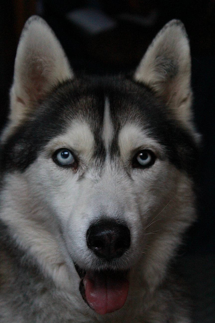 Eclipse a rejoint le concours — aidez-le/la à gagner de superbes lots ! alaskan_malamute, canadian_eskimo_dog, canidae, carnivore, dog, dog_breed, east_siberian_laika, greenland_dog, mammal, miniature_siberian_husky, native_american_indian_dog, northern_inuit_dog, nose, saarloos_wolfdog, sakhalin_husky, siberian_husky, sled_dog, tamaskan_dog, vertebrate, wolfdog