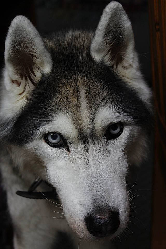 Eclipse a rejoint le concours — aidez-le/la à gagner de superbes lots ! alaskan_malamute, canadian_eskimo_dog, canidae, canis, carnivore, dog, dog_breed, east_siberian_laika, greenland_dog, mammal, miniature_siberian_husky, native_american_indian_dog, northern_inuit_dog, saarloos_wolfdog, sakhalin_husky, siberian_husky, sled_dog, tamaskan_dog, vertebrate, wolfdog