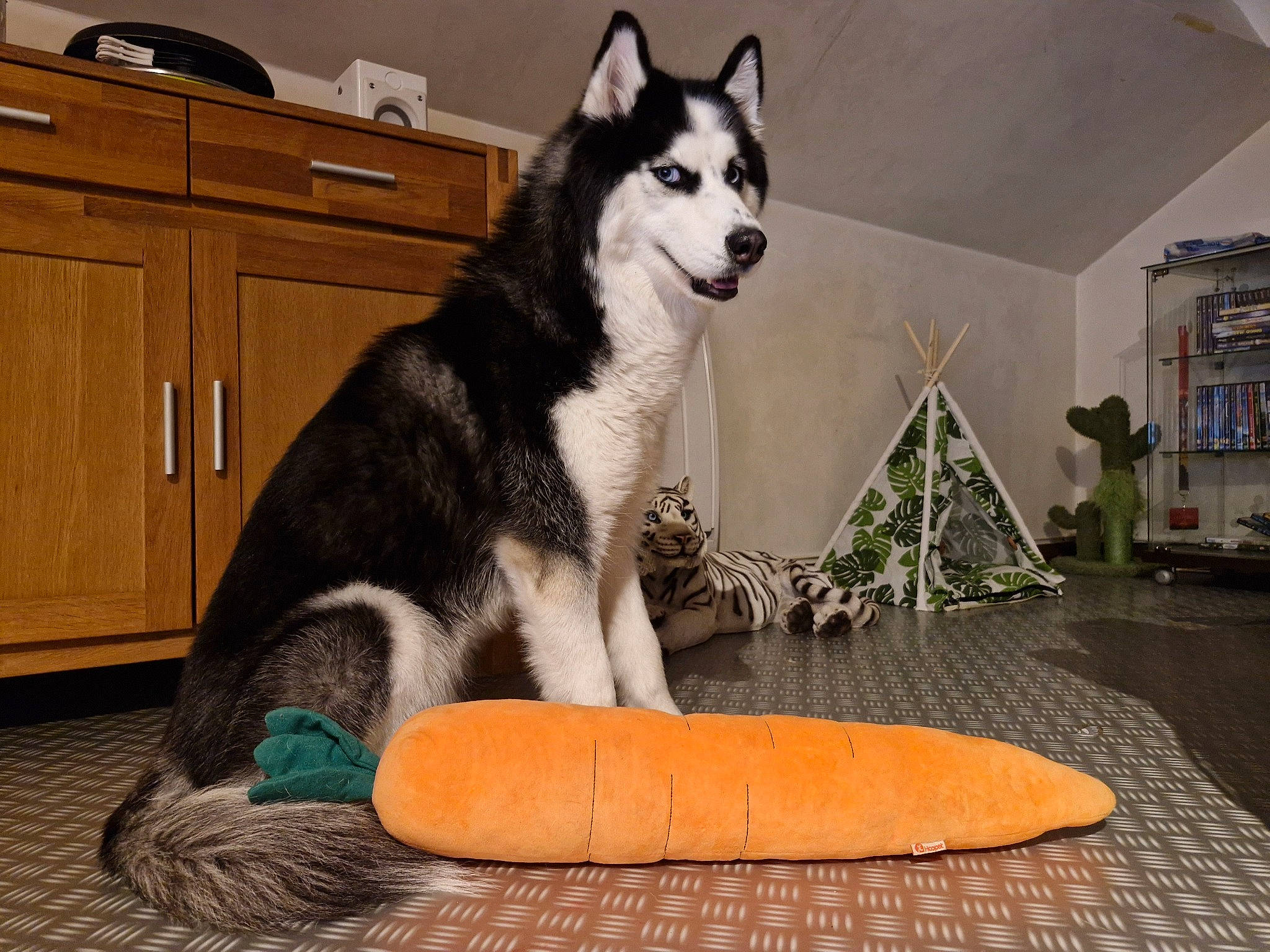 Taiya. participe au concours pour gagner de l'argent avec cette photo : bean_bag, cabinetry, carnivore, comfort, companion_dog, cupboard, dog, dog_breed, drawer, flooring, fur, hardwood, home_appliance, houseplant, picture_frame, plant, sled_dog, tail, wood, working_dog