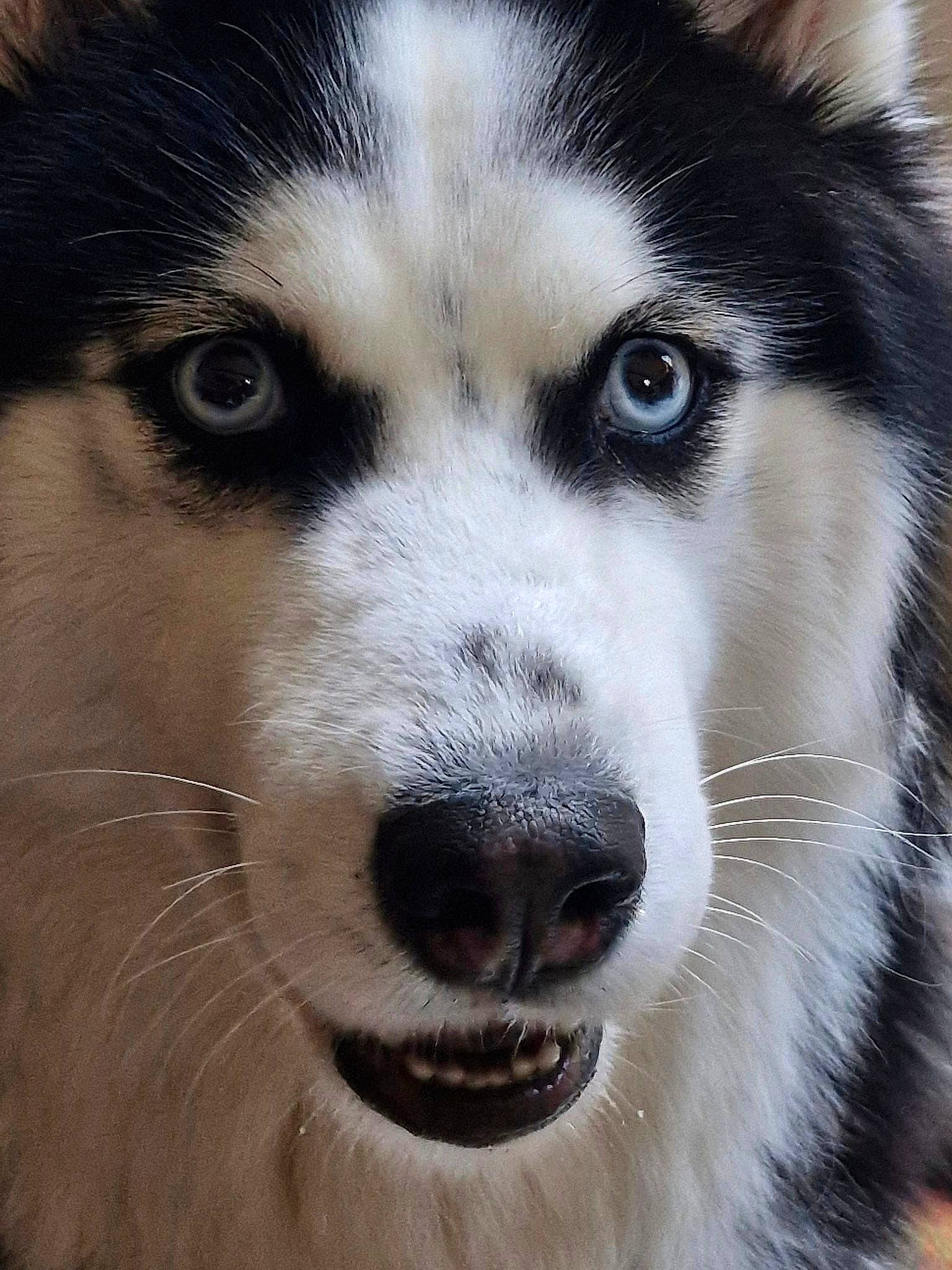 Taiya. participe au concours pour gagner de l'argent avec cette photo : canidae, canis, carnivore, companion_dog, dog, dog_breed, eye, eyelash, fur, jaw, siberian_husky, sled_dog, snout, sporting_group, terrestrial_animal, whiskers, wildlife, window, wolf, working_animal