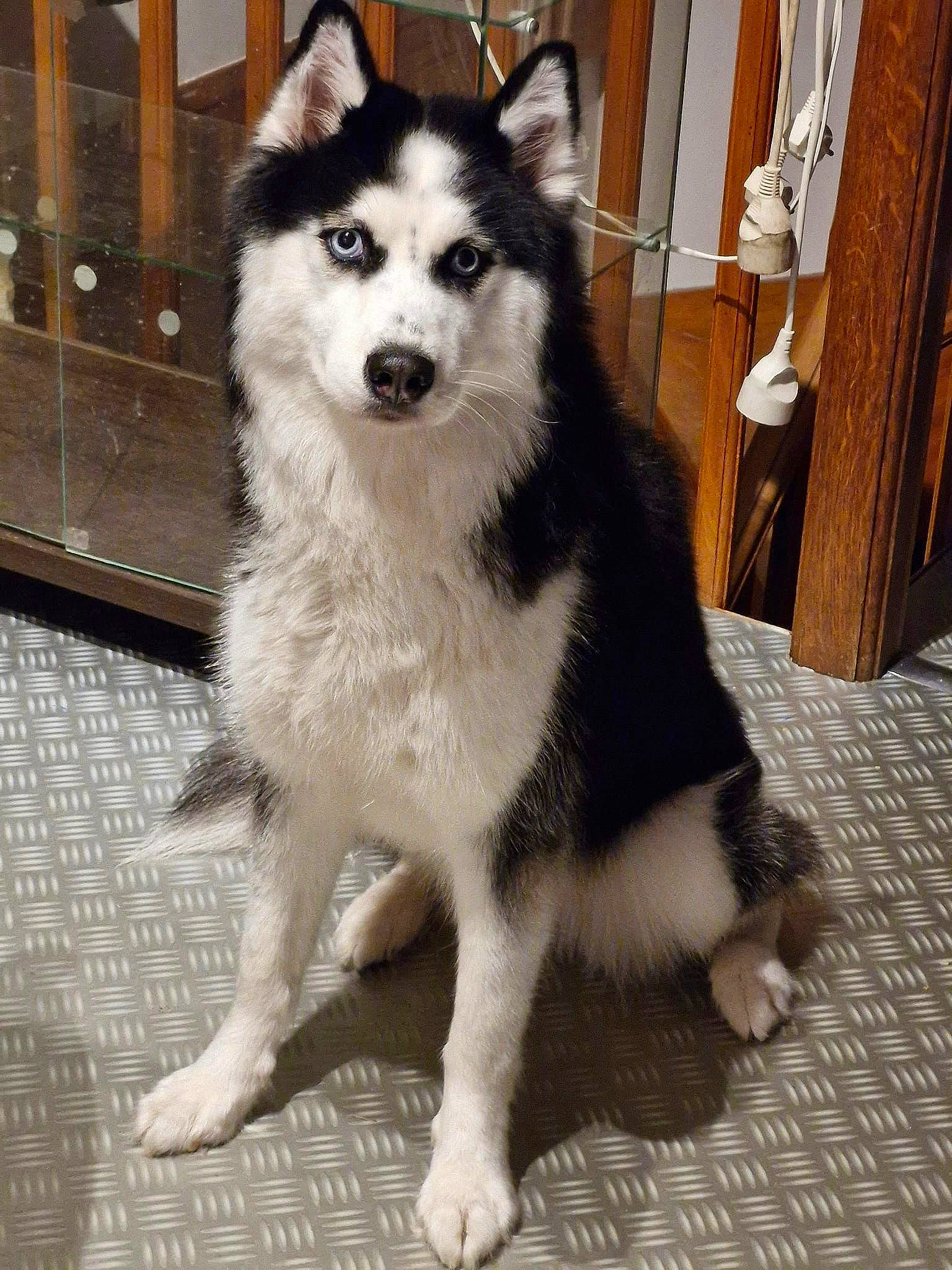 Taiya. participe au concours pour gagner de l'argent avec cette photo : ancient_dog_breeds, canidae, canis, carnivore, companion_dog, dog, dog_breed, flooring, fur, herding_dog, non_sporting_group, siberian_husky, sled_dog, snout, sporting_group, terrestrial_animal, wood, working_animal, working_dog