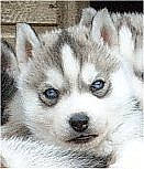 Vizly a rejoint le concours — aidez-le/la à gagner de superbes lots ! alaskan_klee_kai, alaskan_malamute, canadian_eskimo_dog, canidae, carnivore, dog, dog_breed, east_siberian_laika, greenland_dog, mammal, miniature_siberian_husky, native_american_indian_dog, puppy, saarloos_wolfdog, sakhalin_husky, siberian_husky, sled_dog, snout, vertebrate, wolfdog