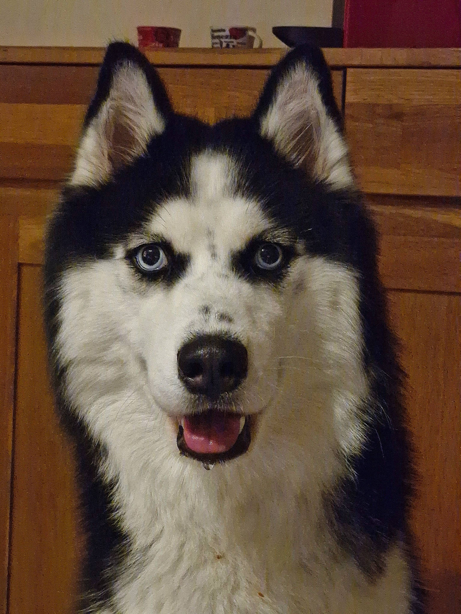 Taiya a rejoint le concours — aidez-le/la à gagner de superbes lots ! ancient_dog_breeds, canidae, canis, carnivore, companion_dog, dog, dog_breed, eye, fur, jaw, non_sporting_group, sled_dog, snout, sporting_group, terrestrial_animal, whiskers, wood, working_animal, working_dog