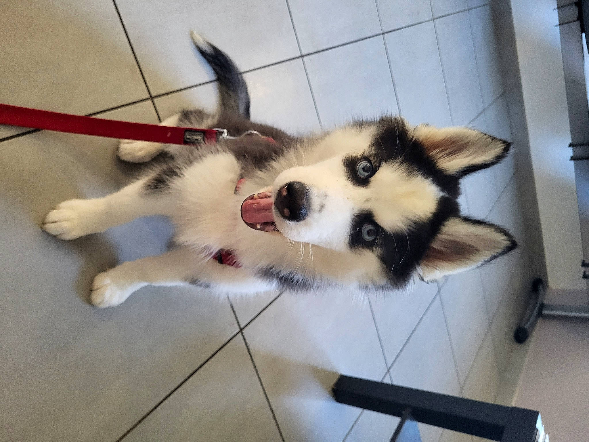 Taiya a rejoint le concours — aidez-le/la à gagner de superbes lots ! canidae, canis, carnivore, companion_dog, dog, dog_breed, felidae, flooring, fur, paw, photo_caption, siberian_husky, sled_dog, small_to_medium_sized_cats, snout, sporting_group, tail, whiskers, wolf, working_dog