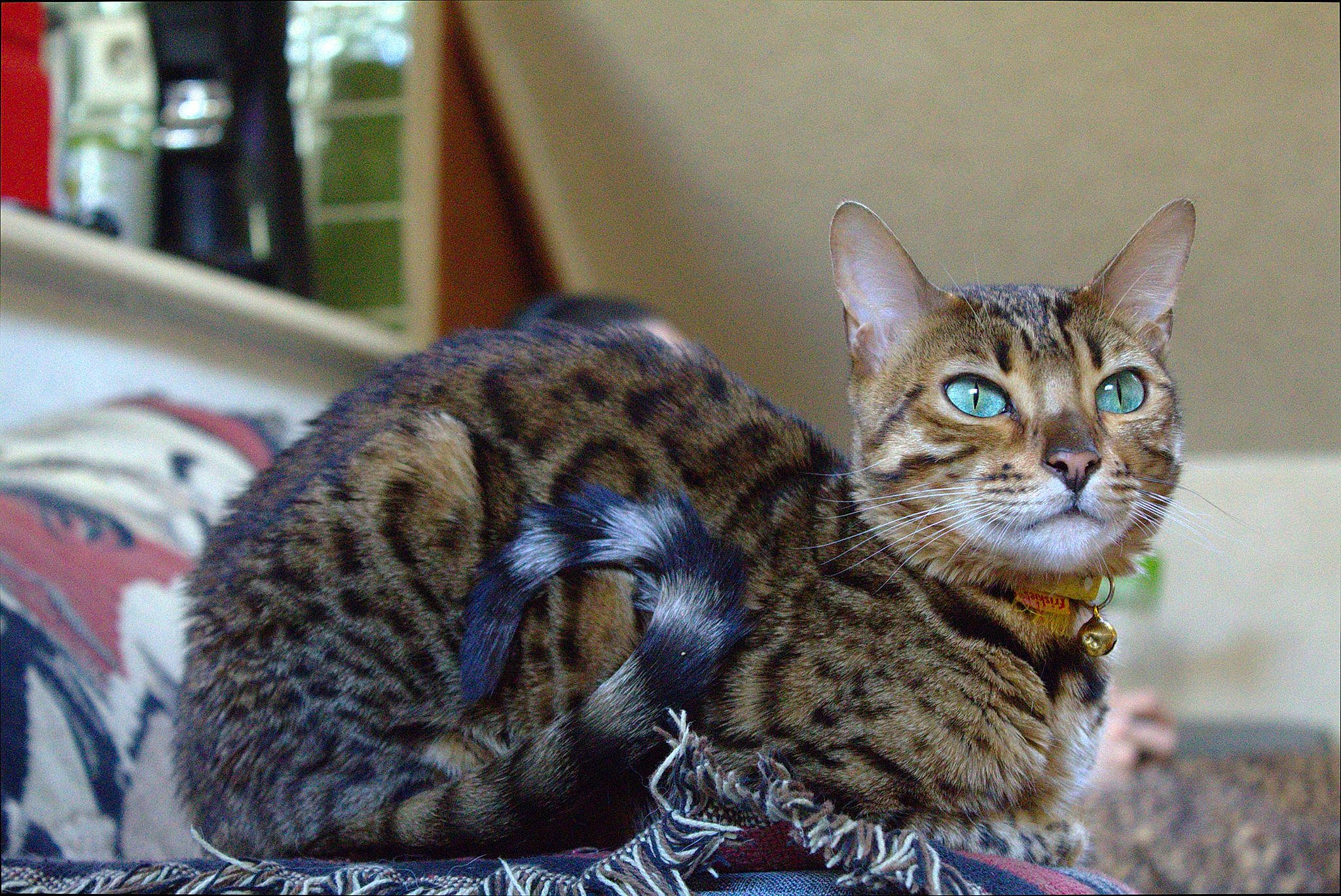 Kratos a rejoint le concours — aidez-le/la à gagner de superbes lots ! arabian_mau, asian, bengal, california_spangled, carnivore, cat, domestic_short_haired_cat, dragon_li, egyptian_mau, european_shorthair, felidae, kitten, mammal, ocicat, savannah, small_to_medium_sized_cats, tabby_cat, toyger, vertebrate, whiskers