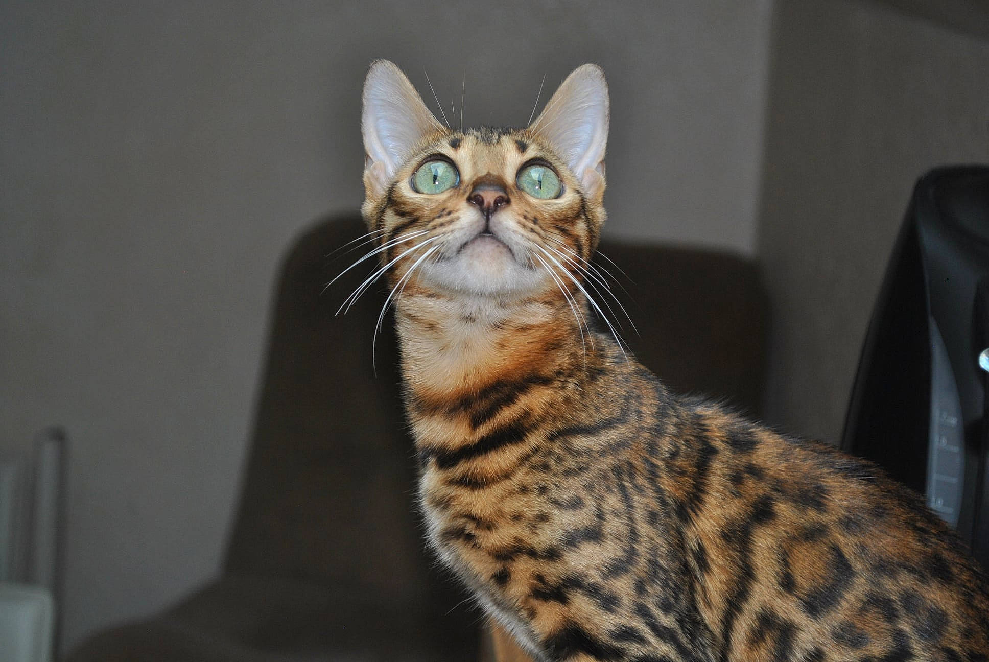 Kratos participe au concours pour gagner de l'argent avec cette photo : carnivore, cat, domestic_short_haired_cat, eye, felidae, fur, sitting, small_to_medium_sized_cats, snout, terrestrial_animal, whiskers, wildlife