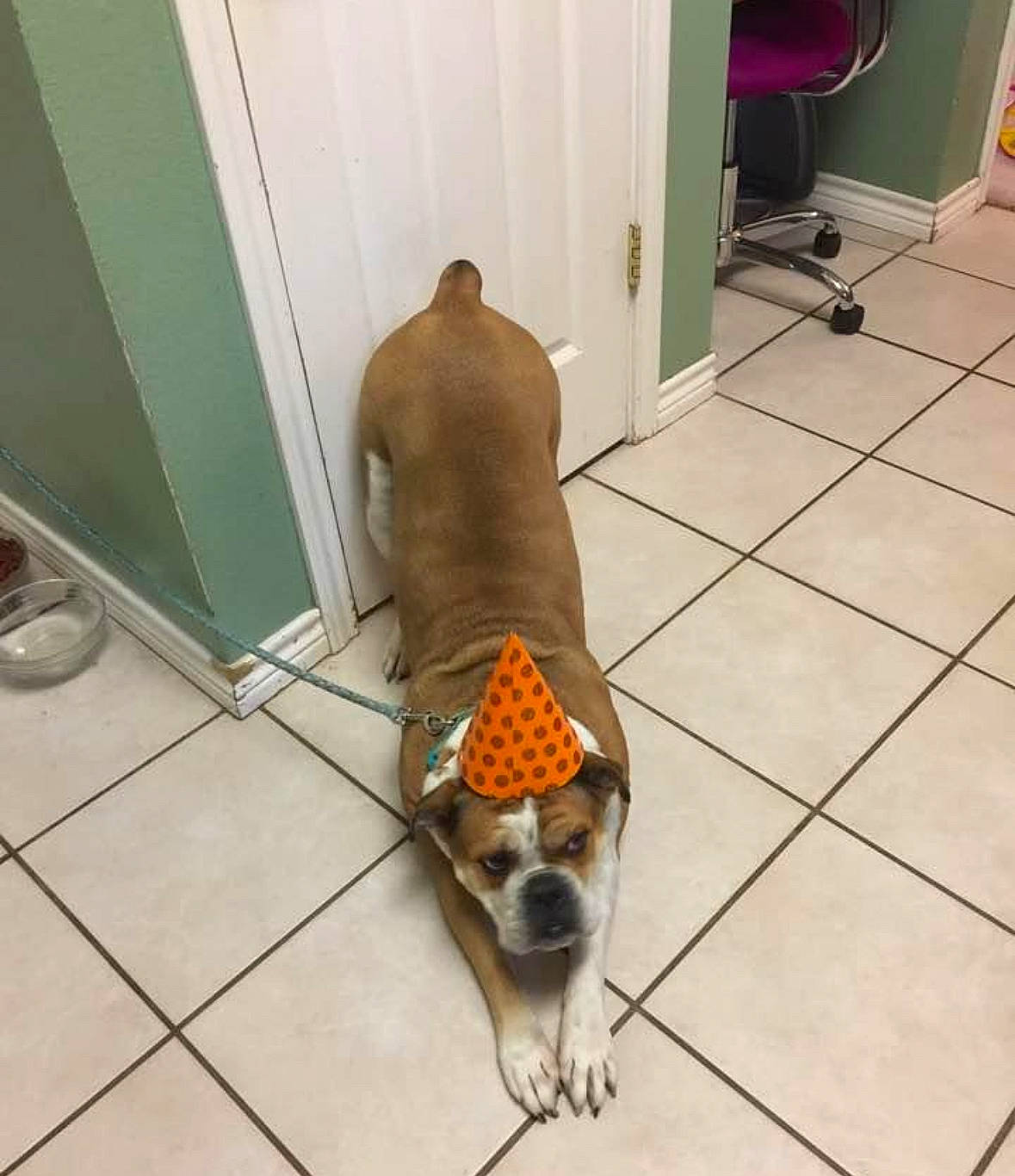 Molly is registered to the contest to win money with this photo: canidae, carnivore, collar, companion_dog, dog, dog_breed, dog_supply, fawn, floor, flooring, hardwood, pattern, pet_supply, snout, sporting_group, tail, tile_flooring, toy_dog, wood, working_animal