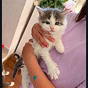 Bluey participe au concours pour gagner de l'argent avec cette photo : kitten, cat, person, hand, indoor, plant, lavender_shirt, wooden_floor, cute, feline, pet, domestic_animal, young_cat, holding, curious, white, gray, fur, portrait, cozy
