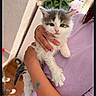 kitten, cat, person, hand, indoor, plant, lavender_shirt, wooden_floor, cute, feline, pet, domestic_animal, young_cat, holding, curious, white, gray, fur, portrait, cozy