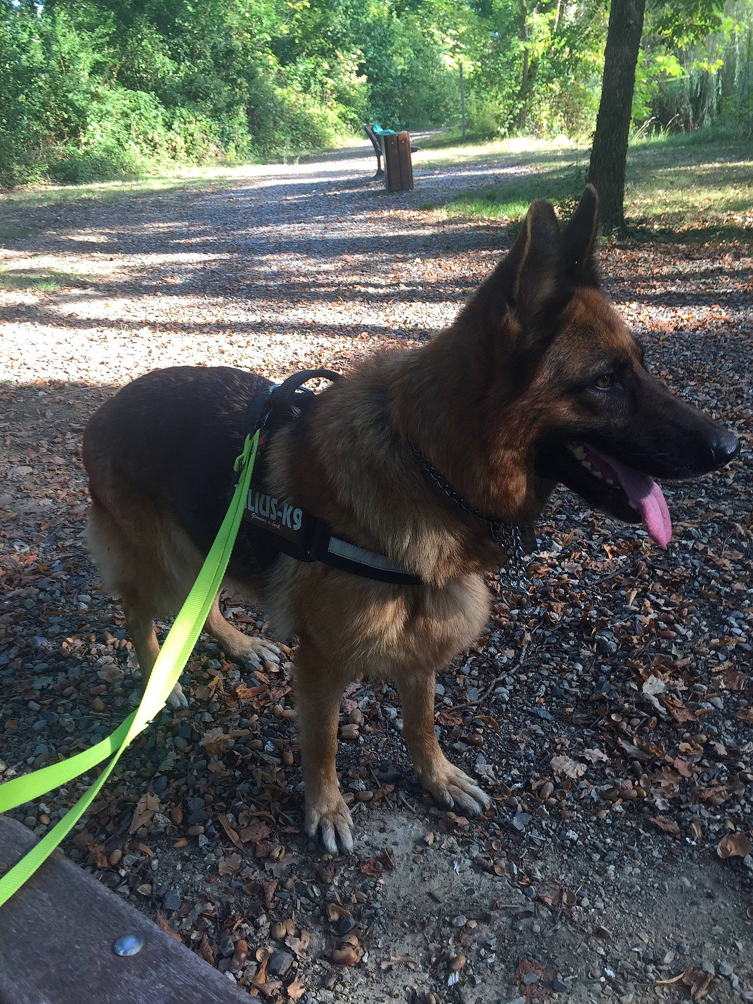 Gangsta a rejoint le concours — aidez-le/la à gagner de superbes lots ! belgian_shepherd, belgian_shepherd_malinois, canidae, carnivore, dog, dog_breed, east_european_shepherd, fawn, german_shepherd_dog, herding_dog, king_shepherd, mammal, old_german_shepherd_dog, shiloh_shepherd_dog, sporting_group, tervuren, working_dog