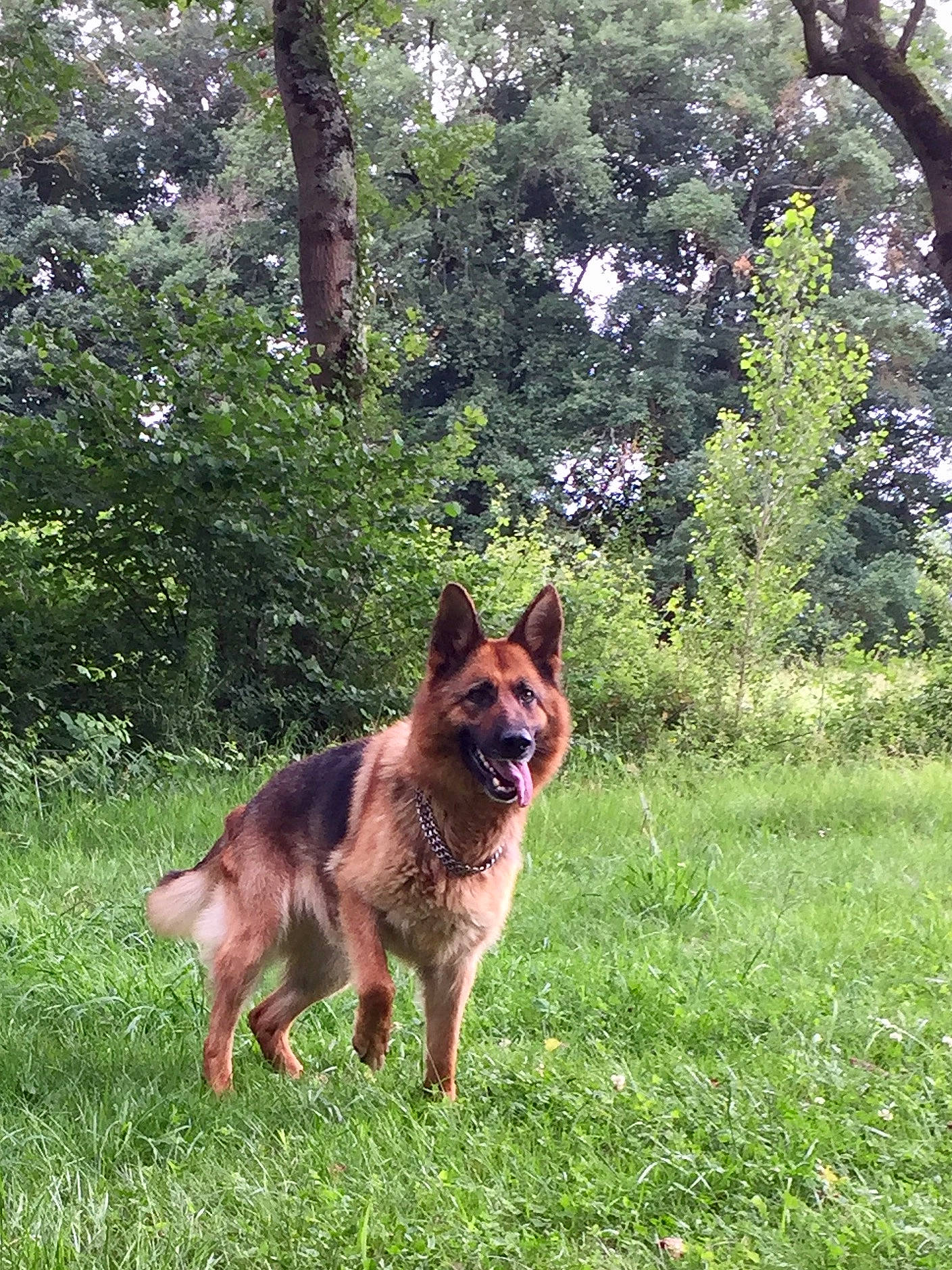 Gangsta a rejoint le concours — aidez-le/la à gagner de superbes lots ! belgian_shepherd, belgian_shepherd_malinois, bohemian_shepherd, canidae, carnivore, dog, dog_breed, east_european_shepherd, german_shepherd_dog, grass, herding_dog, king_shepherd, kunming_wolfdog, mammal, old_german_shepherd_dog, shiloh_shepherd_dog, tervuren, tree, vertebrate, working_dog