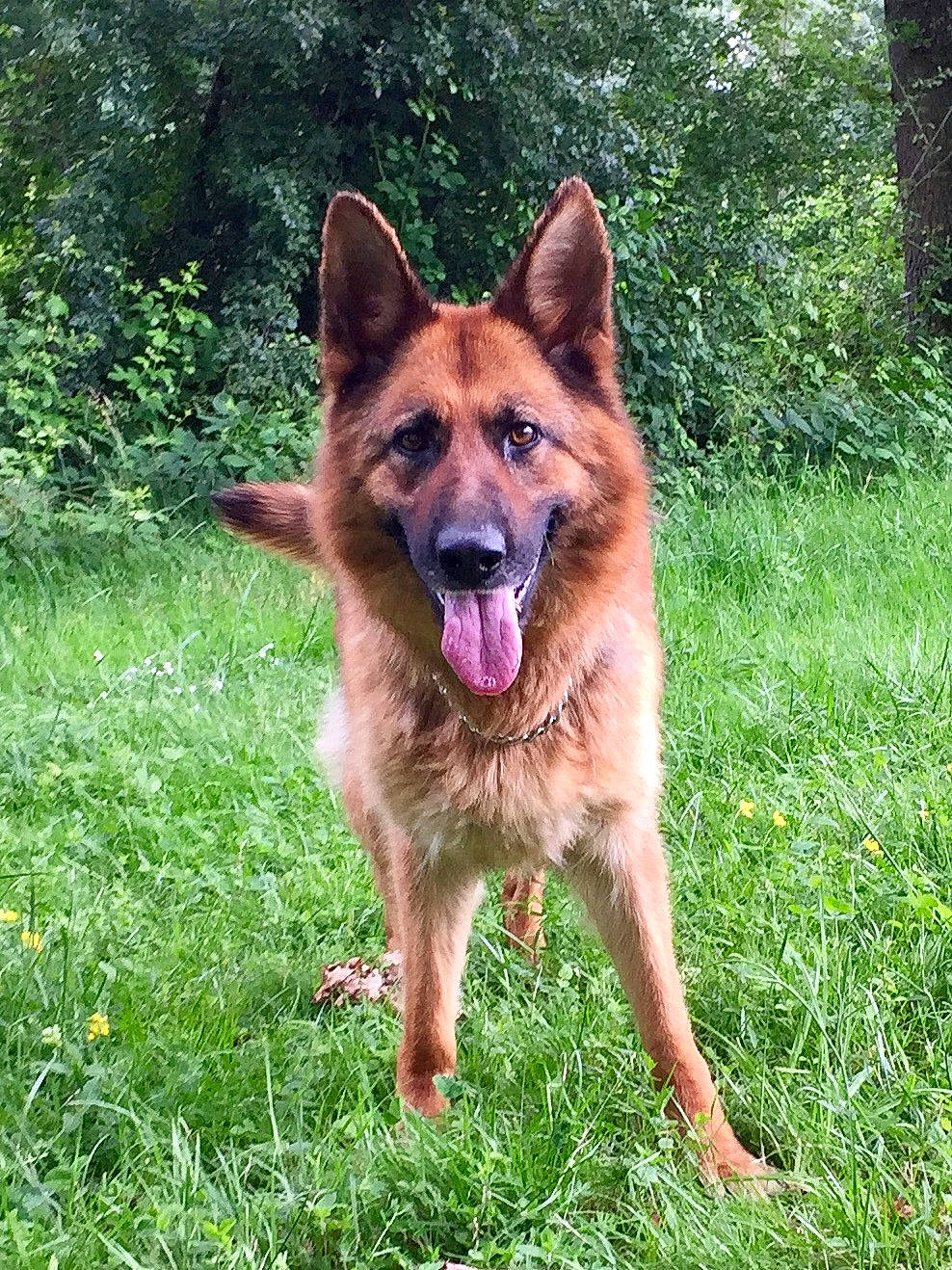 Gangsta participe au concours pour gagner de l'argent avec cette photo : belgian_shepherd, belgian_shepherd_malinois, bohemian_shepherd, canidae, carnivore, dog, dog_breed, east_european_shepherd, fawn, german_shepherd_dog, grass, king_shepherd, kunming_wolfdog, mammal, old_german_shepherd_dog, rare_breed_dog, shiloh_shepherd_dog, tervuren, vertebrate, working_dog