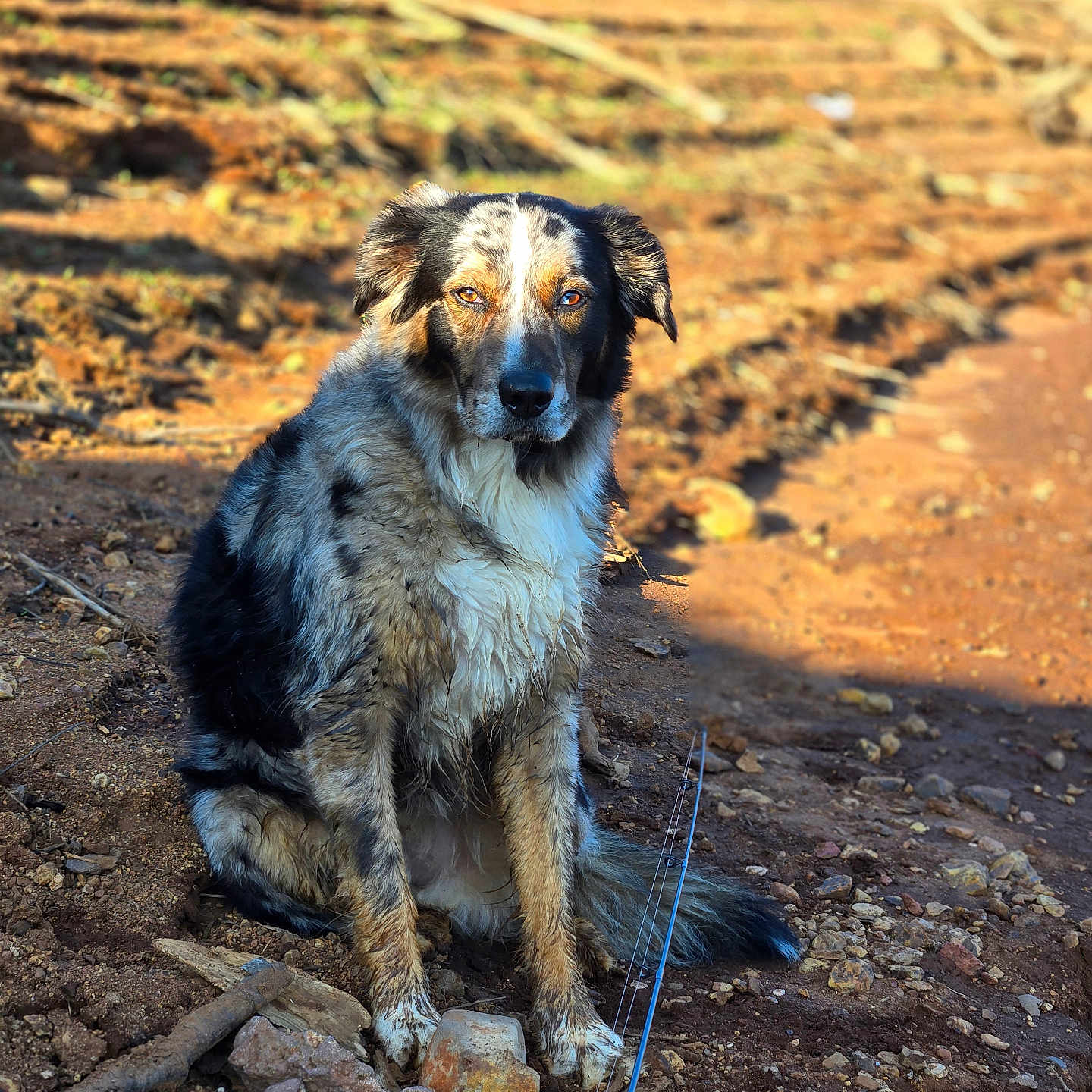 Ratchet is registered to the contest to win money with this photo: accessories, animal, canine, collie, dog, germanshepherd, gravel, hound, leash, nature, outdoors, path, pet, puppy, road, rock, slate, soil, strap, wilderness