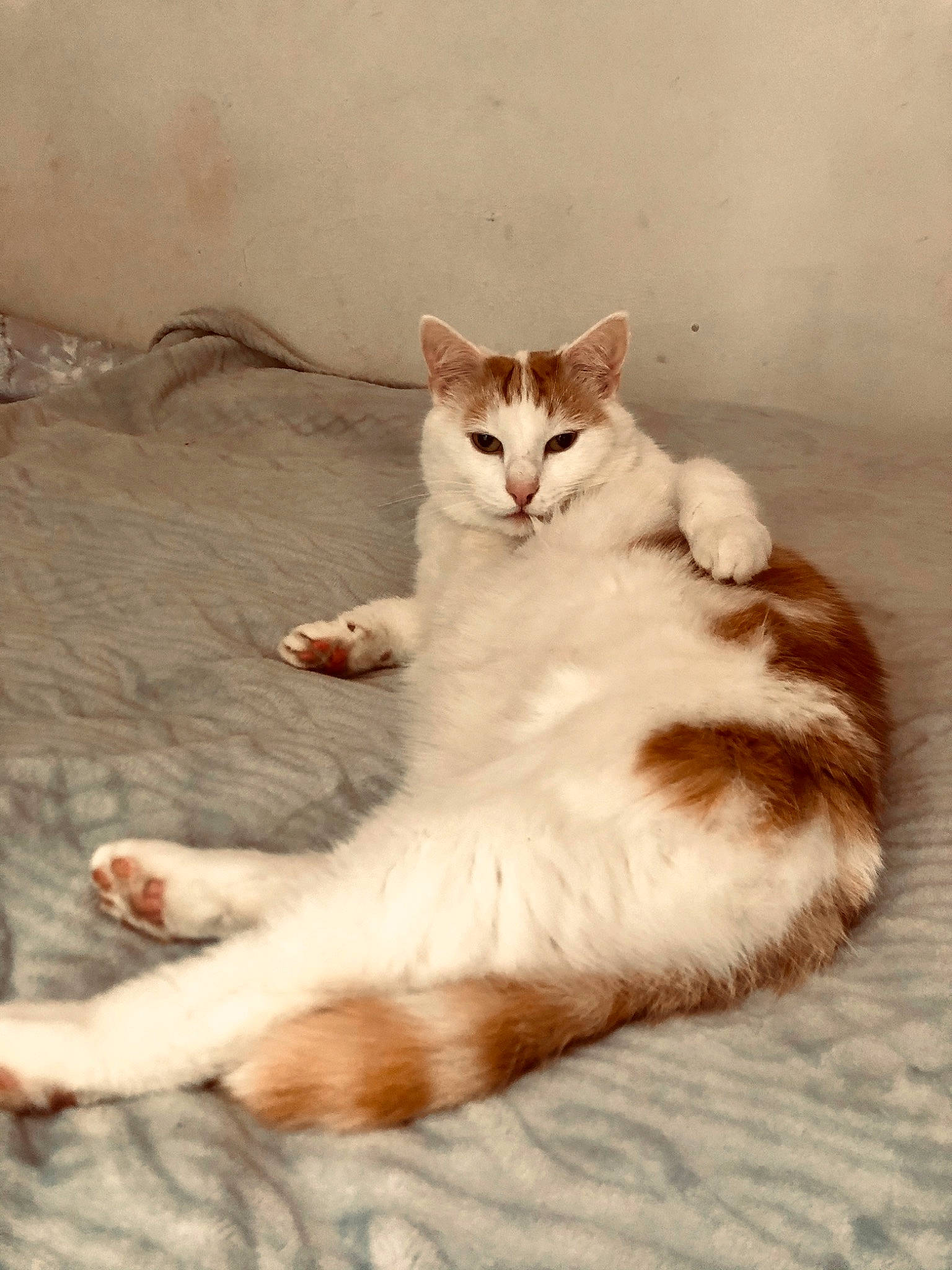 Max is registered to the contest to win money with this photo: aegean_cat, american_wirehair, arabian_mau, carnivore, cat, domestic_short_haired_cat, european_shorthair, fawn, felidae, kitten, mammal, norwegian_forest_cat, paw, polydactyl_cat, ragamuffin, small_to_medium_sized_cats, tail, turkish_angora, turkish_van, whiskers