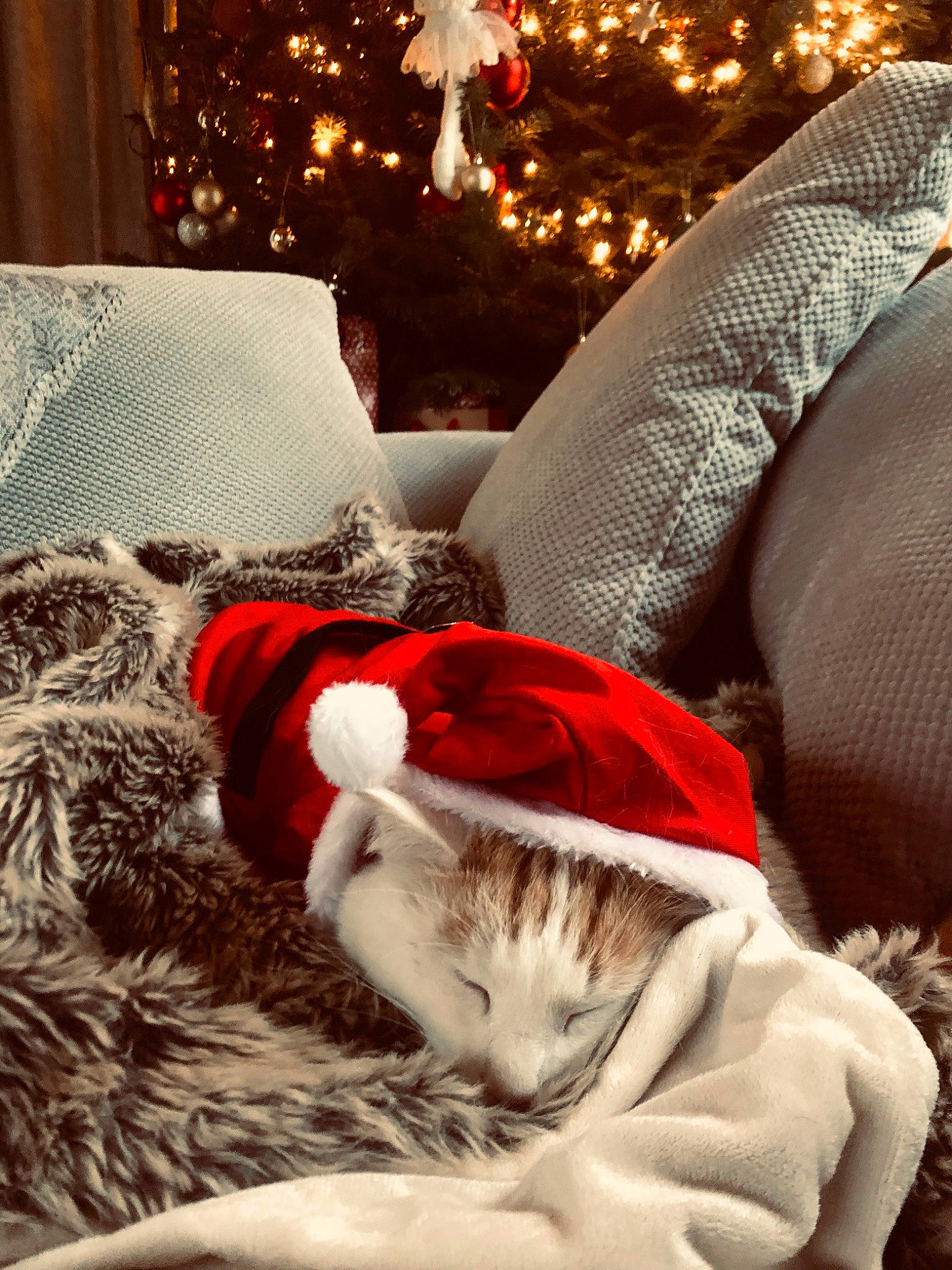 Max joined the competition — help win amazing prizes! carnivore, cat, christmas, christmas_eve, comfort, felidae, fictional_character, fur, holiday, interior_design, nap, santa_claus, small_to_medium_sized_cats, tree, whiskers, winter