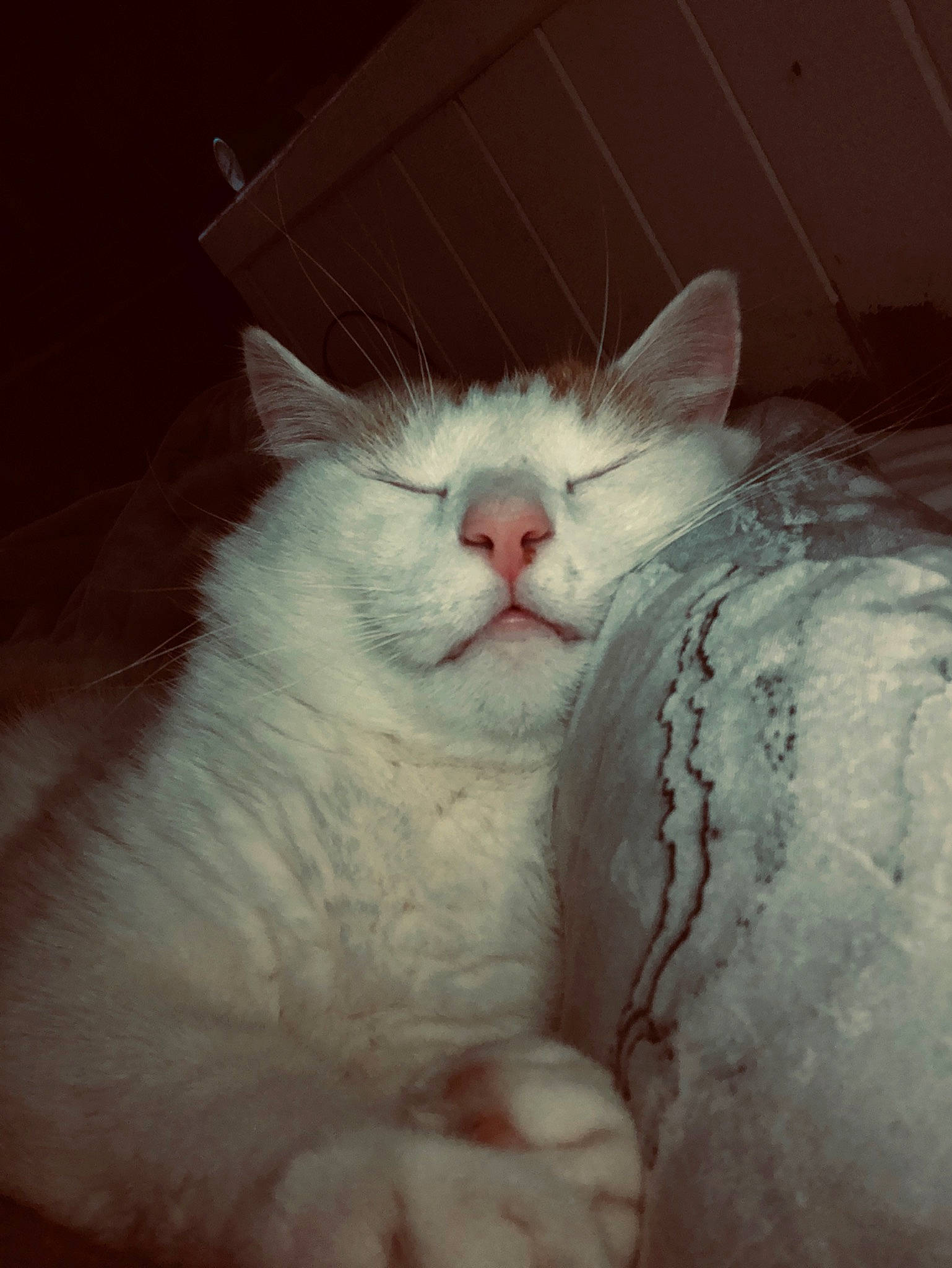 Max joined the competition — help win amazing prizes! aegean_cat, carnivore, cat, ear, eye, felidae, fur, nose, ragdoll, small_to_medium_sized_cats, snout, turkish_angora, turkish_van, whiskers