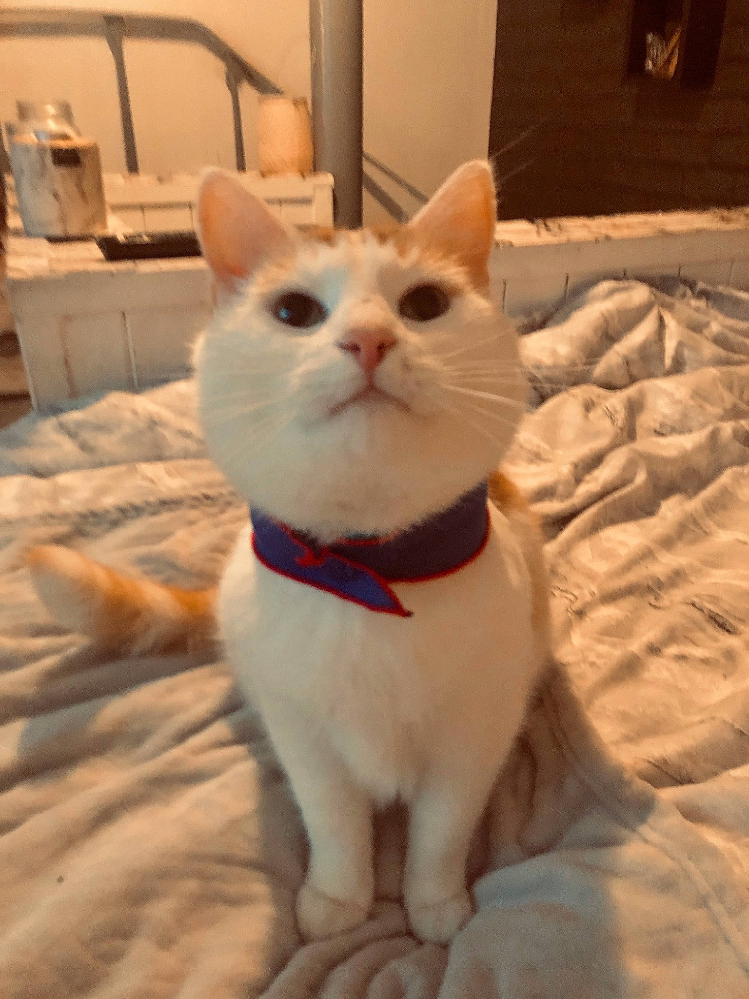 Max is registered to the contest to win money with this photo: aegean_cat, american_wirehair, asian, burmilla, carnivore, cat, colorpoint_shorthair, domestic_short_haired_cat, fawn, felidae, japanese_bobtail, khao_manee, ojos_azules, paw, small_to_medium_sized_cats, tail, turkish_angora, turkish_van, whiskers