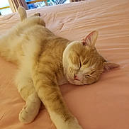 Cooper is registered to the contest to win money with this photo: cat, sleeping, bed, pink_bedspread, indoor, feline, relaxed, cozy, paw, ginger_cat, white_fur, window, curtains, natural_light, domestic_animal, resting, cute, pet, fur, animal