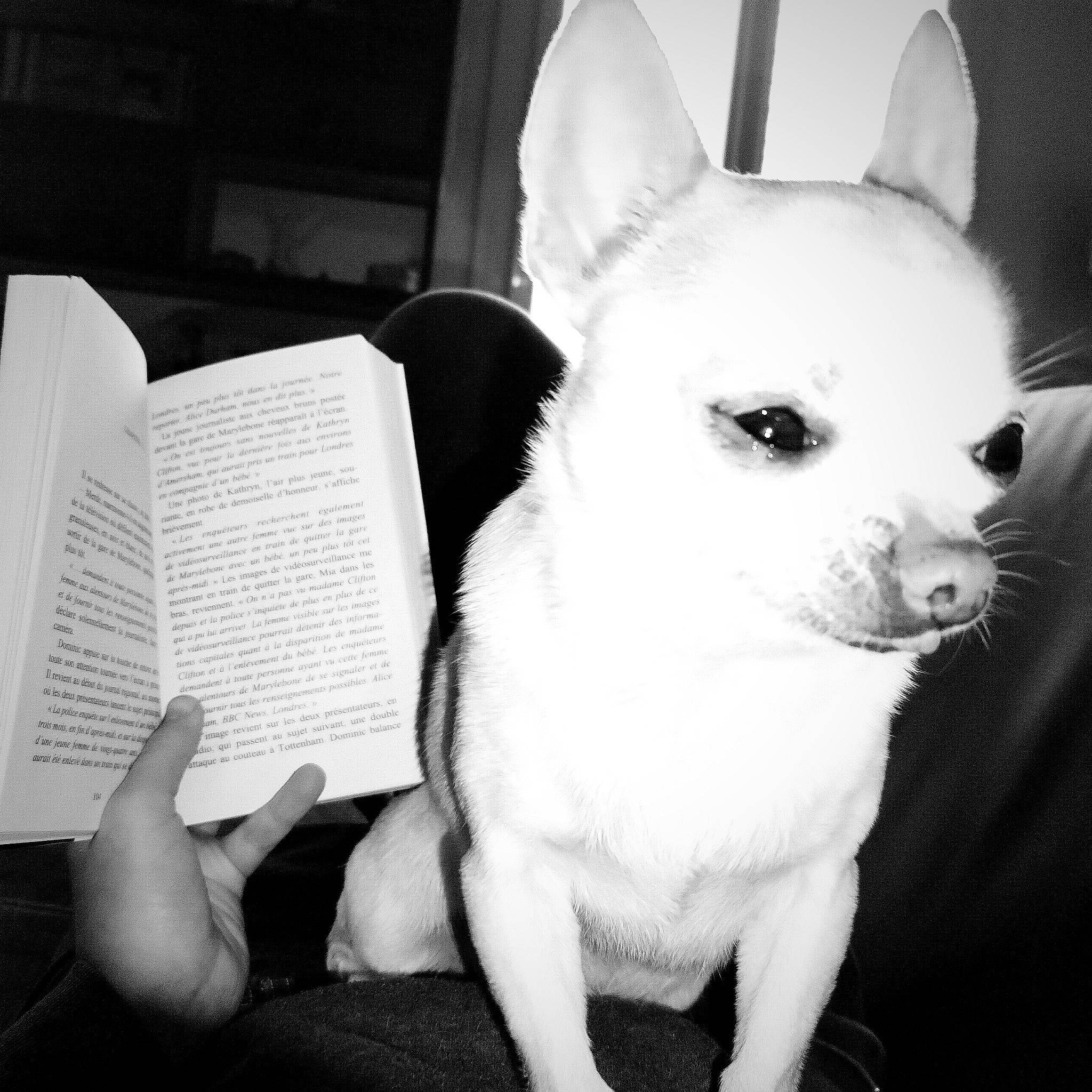 Maïko a rejoint le concours — aidez-le/la à gagner de superbes lots ! black, book, carnivore, comfort, companion_dog, dog, dog_breed, ear, eye, fur, monochrome, monochrome_photography, publication, snout, style, terrestrial_animal, toy_dog, whiskers, white, working_animal