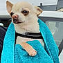Maïko participe au concours pour gagner de l'argent avec cette photo : azure, blue, carnivore, cloud, companion_dog, dog, dog_breed, dog_clothes, dog_supply, electric_blue, fashion_accessory, fawn, neck, pattern, pink, sky, sleeve, snout, toy_dog, whiskers