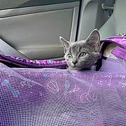 Mikasa is registered to the contest to win money with this photo: alloywheel, animal, architecture, bag, blanket, car, carwheel, cat, cushion, furniture, homedecor, kitten, machine, pet, purple, spoke, tire, transportation, vehicle, wheel