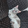 Sae participe au concours pour gagner de l'argent avec cette photo : cat, feline, pet, animal, indoor, couch, furniture, pattern, black_and_white, relaxing, looking, cute, fur, whiskers, ears, tail, domestic_animal, cozy, resting, home