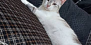 Sae participe au concours pour gagner de l'argent avec cette photo : cat, feline, pet, animal, indoor, couch, patterned_fabric, relaxed, lying_down, paw, face, whiskers, ears, fur, domestic, home, cozy, black_and_white, striped, resting