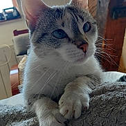 Sae participe au concours pour gagner de l'argent avec cette photo : cat, animal, pet, blue_eyes, whiskers, paws, fur, indoor, blanket, cozy, resting, portrait, close_up, window, wooden_beam, natural_light, feline, cute, domestic_animal, curious